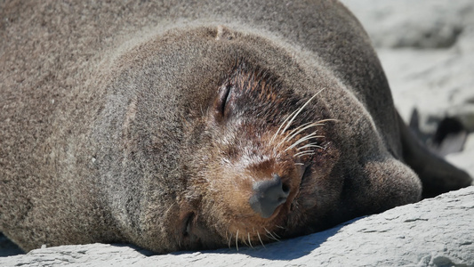 毛皮海豹睡在南岛Kaikoura海滩炎热的阳光下视频