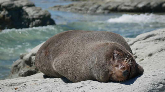 毛海豹睡在南岛Kaikoura海滩海岸附近视频