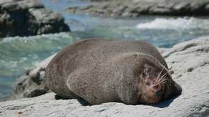 海豹睡在南岛Kaikoura海滩海岸边13秒视频