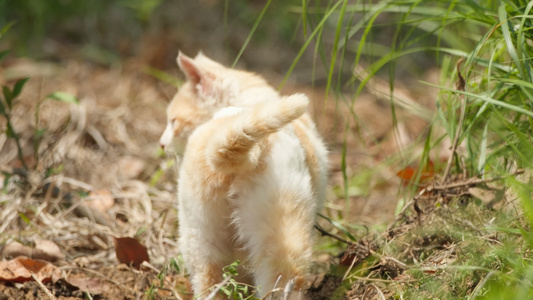 春天公园里可爱的猫咪流浪猫视频