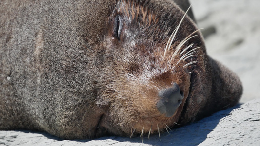 在南岛Kaikoura睡觉时闭上毛海豹面的笑容视频