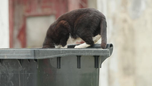 春天公园里可爱的猫咪流浪猫视频