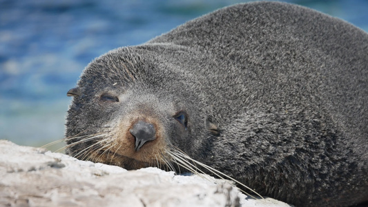 在南岛Kaikoura附近睡觉时海豹睁开眼睛一段时间视频