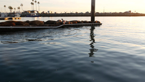 美国加利福尼亚州码头上的海狮栖息地加利福尼亚海洋海岸22秒视频