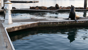 美国加利福尼亚州码头上的海狮栖息地20秒视频