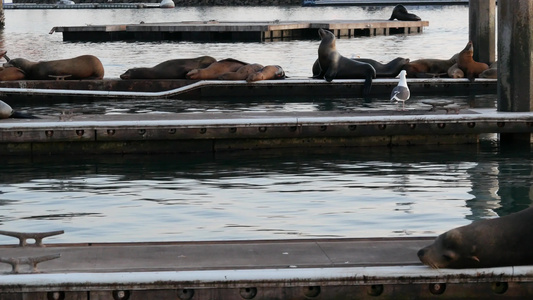 美国加利福尼亚州码头上的海狮栖息地加利福尼亚海洋海岸视频