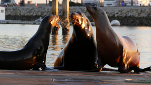 美国加利福尼亚州码头上的海狮栖息地9秒视频
