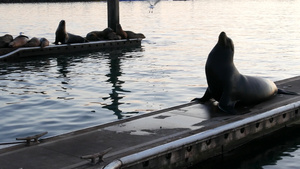 美国加利福尼亚州码头上的海狮栖息地加利福尼亚海洋海岸29秒视频