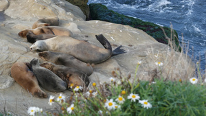 拉霍亚岩石上的海狮野生耳海豹在太平洋附近的石头上休息20秒视频