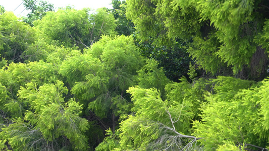 树木 阳光透过树叶 绿色树叶视频