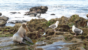 拉霍亚岩石上的海狮野生耳海豹在太平洋附近的石头上休息31秒视频