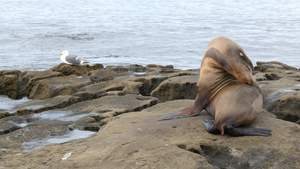 岩石上的野生海狮在休息29秒视频
