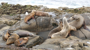 岩石上的野生海狮在休息33秒视频