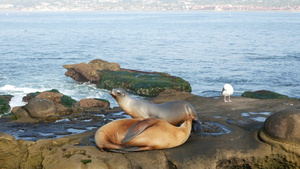 拉霍亚岩石上的海狮顽皮的野耳海豹在太平洋附近的岩石18秒视频