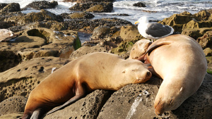 拉霍亚岩石上的海狮野生耳海豹在太平洋附近的石头上休息24秒视频