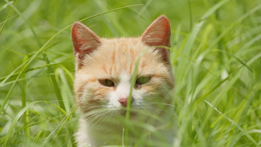 春天公园里可爱的猫咪流浪猫视频