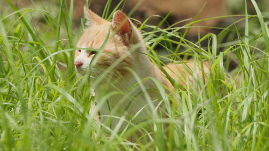 春天公园里可爱的猫咪流浪猫视频