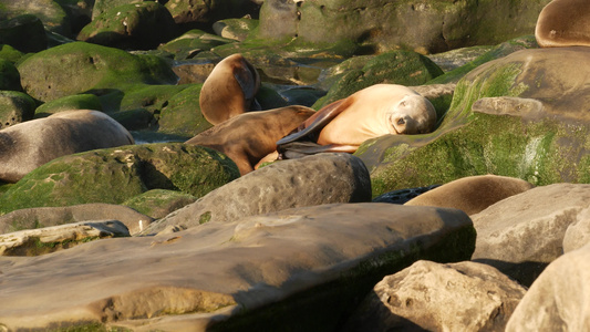 拉霍亚岩石上的海狮野生耳海豹在太平洋附近的石头上休息视频