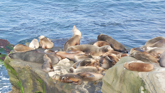 拉霍亚岩石上的海狮野生耳海豹在太平洋附近的石头上休息视频