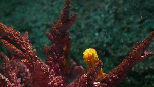 海马在水族馆的珊瑚中特写黄色海马在干净的水族馆水中14秒视频