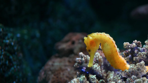 海马在水族馆的珊瑚中28秒视频