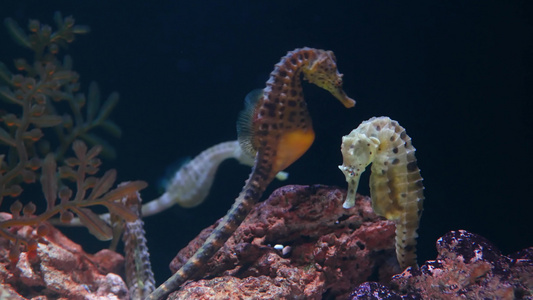 海马在水族馆的珊瑚中特写黄色海马在干净的水族馆水中视频