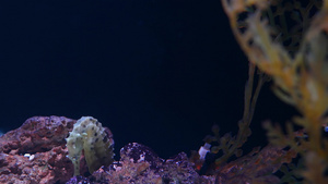 海马在水族馆的珊瑚中特写10秒视频