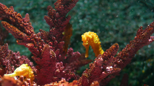 海马在水族馆的珊瑚中特写黄色海马在干净的水族馆水中视频