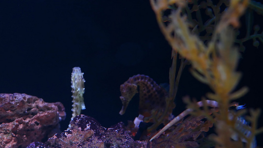 海马在水族馆的珊瑚中特写黄色海马在干净的水族馆水中视频