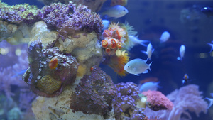 海马在水族馆的珊瑚中15秒视频