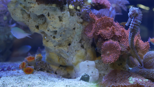 海马在水族馆的珊瑚中关闭在干净的水族馆水中在美妙的视频