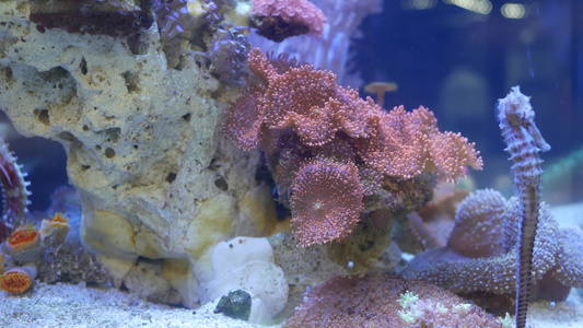 海马在水族馆的珊瑚中关闭在干净的水族馆水中在美妙的视频