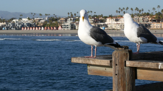海鸥在木头码头的栏杆上鸟儿在海边闭合加州海滩前屋视频
