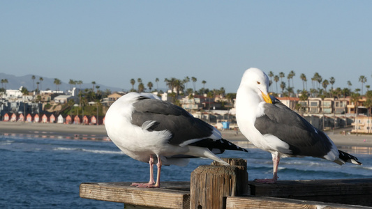 海鸥在木头码头的栏杆上鸟儿在海边闭合加州海滩前屋视频