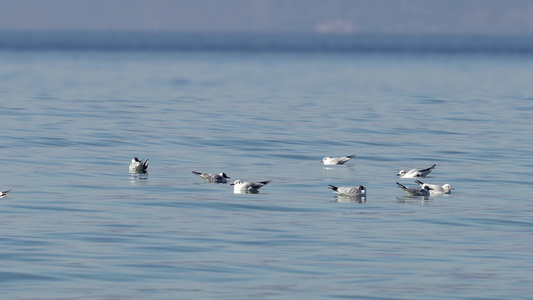 海鸥海鸟漂浮在蓝色的大海中欧洲鲱鸥地中海黄腿鸥Larus视频
