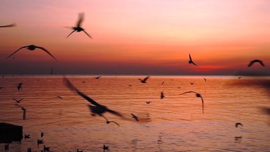 美丽的日落海鸥飞来飞去暮光之城魔法时刻黄金时段平静视频