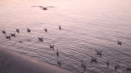 海鸥在港口周围飞行和游泳海岸金色的时辰黄昏视频