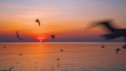 海鸥飞过时空日落在地平线的黄金时段视频