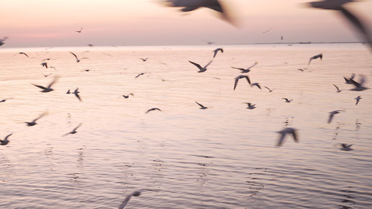 日落时海鸥群在港口周围飞来飞去海滨金色小时视频