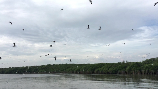 海鸥飞翔寻找食物视频