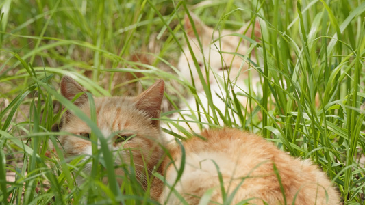 春天公园里可爱的猫咪流浪猫视频