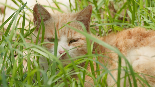 春天公园里可爱的猫咪流浪猫视频