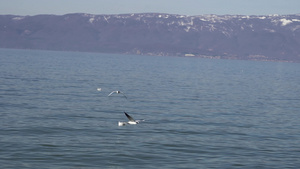 海鸥飞越奥赫里德湖上空6秒视频