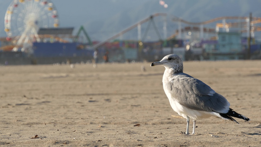 阳光明媚的加州沙滩上的海鸥圣莫尼卡太平洋度假胜地码头视频