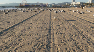 阳光明媚的加州沙滩上的海鸥圣莫尼卡太平洋度假胜地码头14秒视频