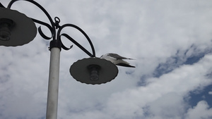 海鸥坐在灯杆上15秒视频