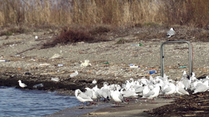 海鸥群聚集在奥赫里德湖沿岸马塞多尼亚21秒视频