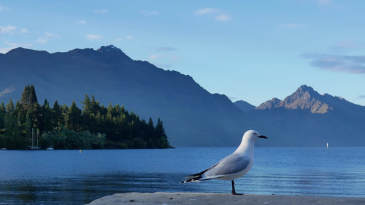 南岛皇后镇Wakatipu湖银行的海鸥站视频