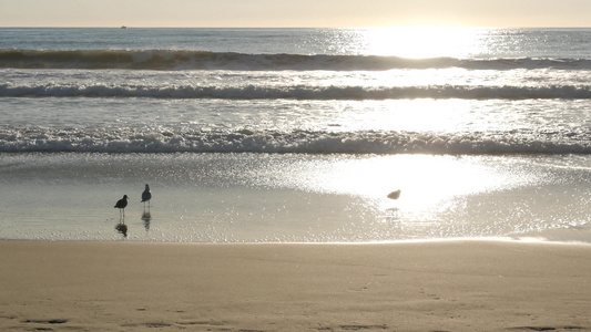 加利福尼亚夏季海滩美学海鸥和太平洋水波梦幻般的宁静视频