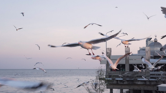 海鸥在港口飞行试图寻找食物慢动作自然感觉慢慢运动视频